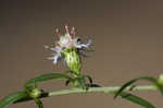 Calico aster